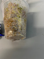 Hoya UT-030 - has some roots