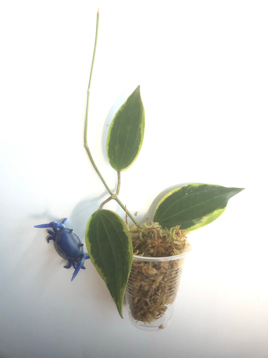Hoya macrophylla variegata