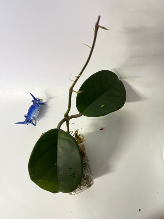 Hoya fungii - growth point forming