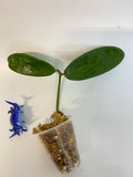 Hoya meliflua - has some roots