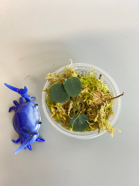 Hoya serpens with new growth