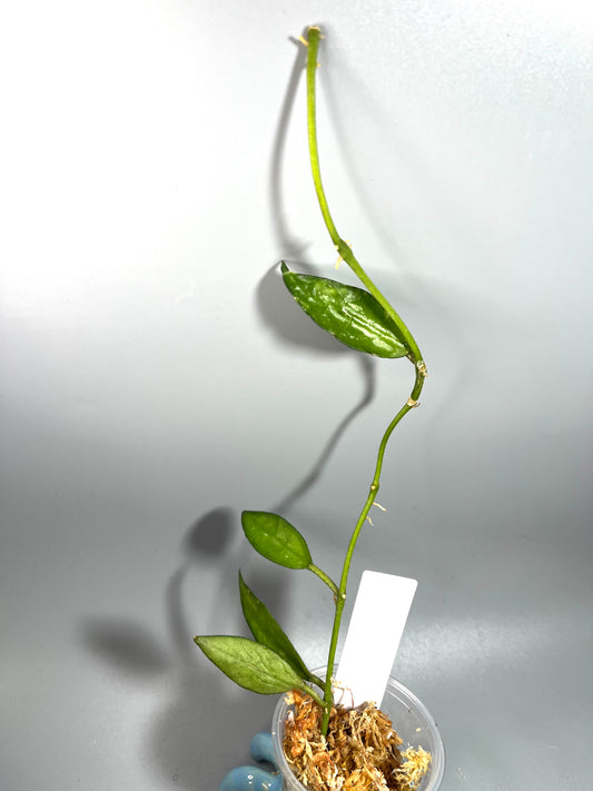 Hoya lacunosa big leaf - Unrooted