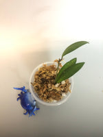 Hoya Davidcummingii - unrooted