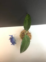 Hoya patcharawalai / Icensis