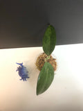 Hoya patcharawalai / Icensis