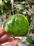 Hoya loyceandrewsiana  fresh cut - unrooted
