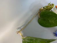 Hoya glabra - growth point emerging