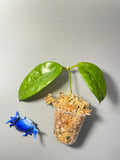 Hoya nervosa jokul reverted - Unrooted
