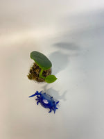 Hoya darwinii - active growth