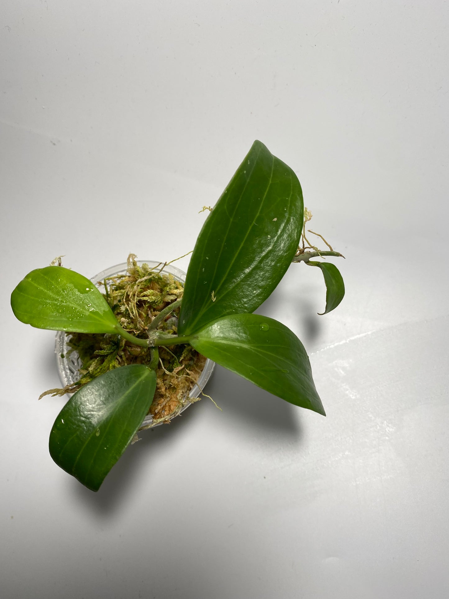 Hoya merrillii long leaf - has root