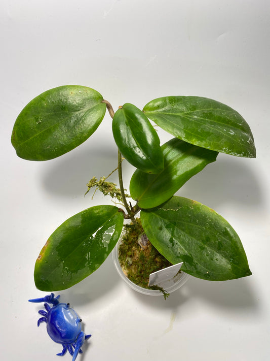 Hoya persicina - active growth