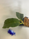 Hoya kaimuki - active growth
