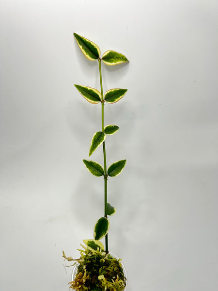 Hoya Bella outer variegation. (Albomarginata) - starting to root