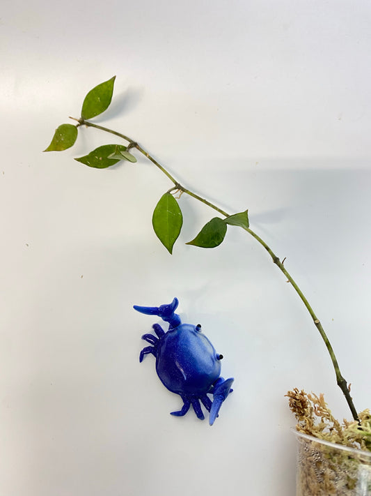 Hoya Rebecca - rooted