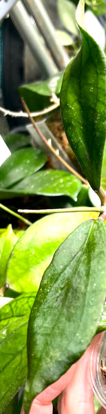 Hoya alyona - fresh cut 2 leaves / 1 node - Unrooted