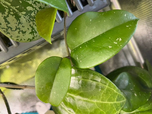 Hoya Leland Joseph - fresh cut 1 node - Unrooted