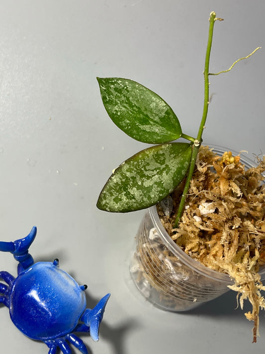 Hoya sp biakensis noid - Unrooted