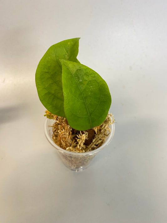 Hoya EPC orange flower - has some roots