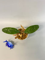 Hoya phuwuaensis - unrooted