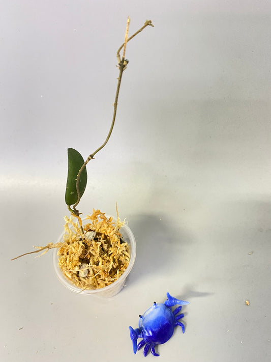 Hoya sabah dragonfly epc 960 - Unrooted