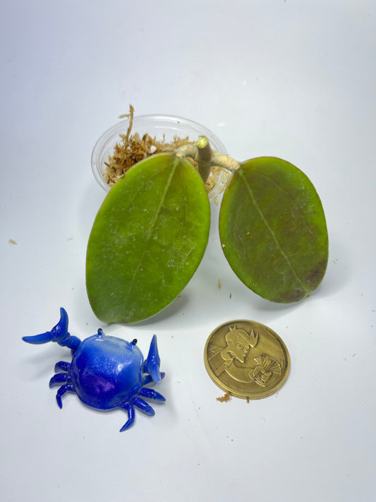 Hoya cinnamomifolia x unknown hybrid - Unrooted