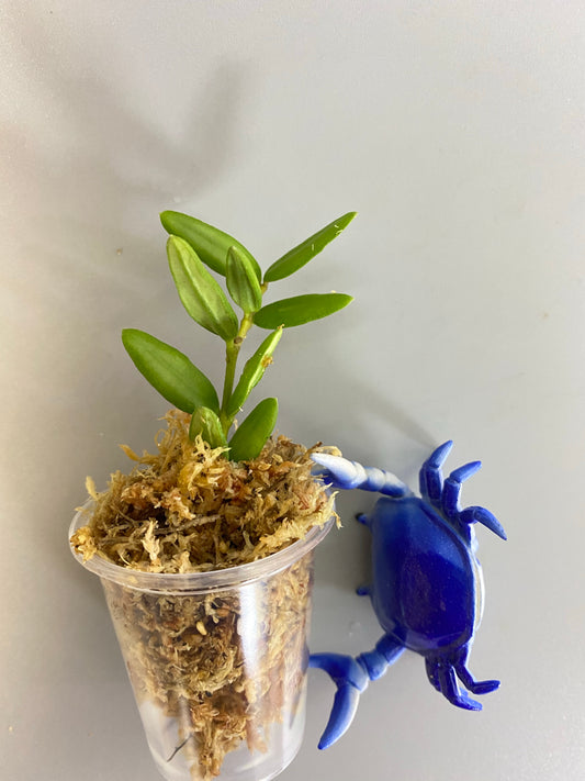 Hoya engleriana - unrooted