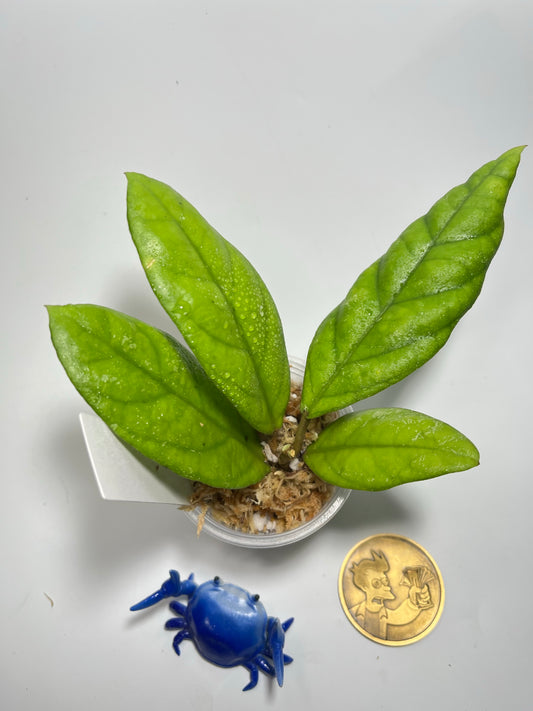 Hoya IML 1029 - Unrooted