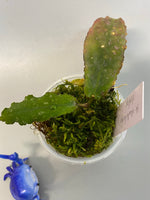 Hoya undulata - with active growth
