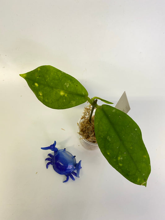 Hoya mitrata with splash - just starting to root