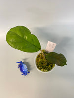 Hoya viola (deykeae x vitellina)