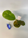 Hoya viola (deykeae x vitellina)