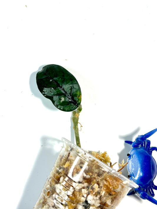 Hoya villosa cao dang / Cao bang- unrooted