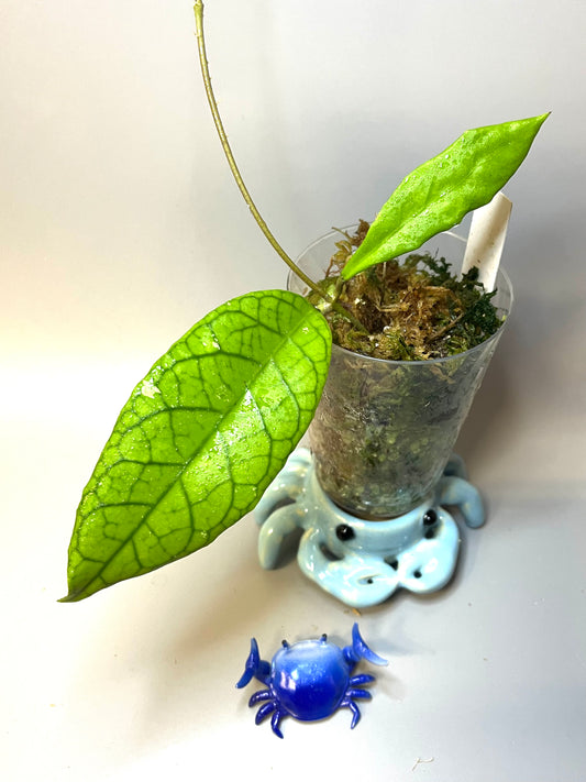 Hoya cv marvels - Unrooted