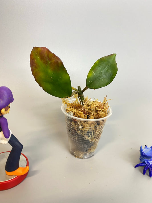 Hoya waymaniae - rooted