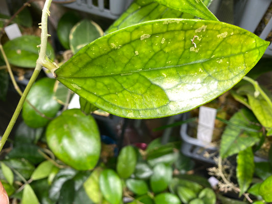 Hoya Germany - Unrooted fresh cutting