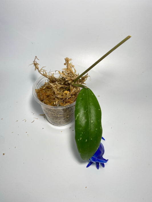 Hoya LP4 - EPC 376 - unrooted