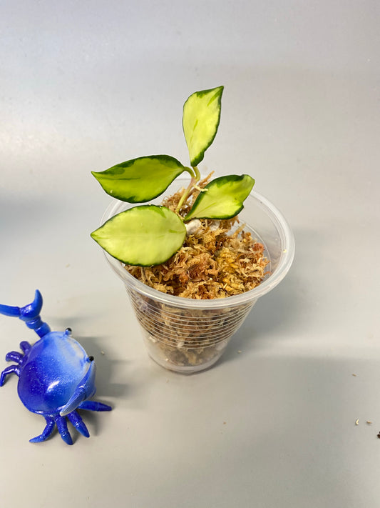 Hoya heuschkeliana variegated - unrooted