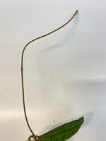 Hoya finlaysonii long leaf - starting to root