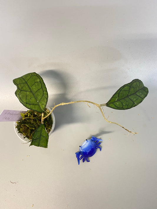 Hoya Finlaysonii Big leaf with new growth