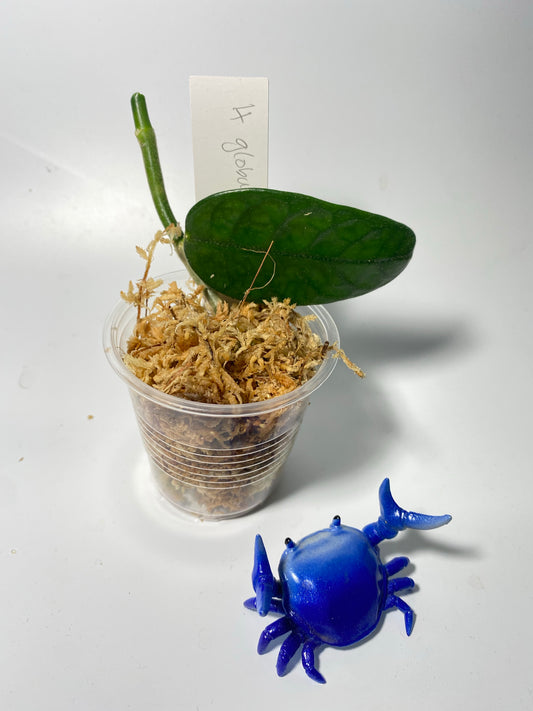 Hoya globulosa - Unrooted - 2 nodes