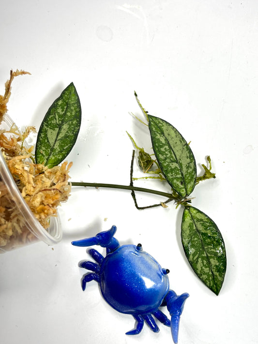 Hoya crassipetiolata splash  -  starting to root