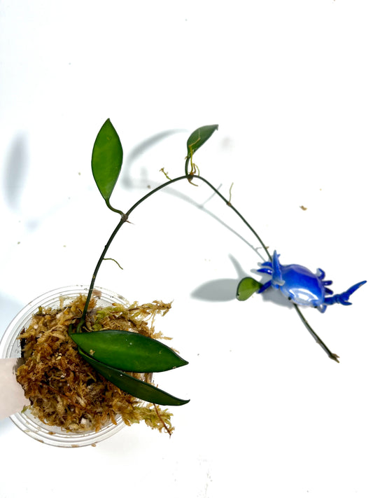 Hoya Davidcummingii - Unrooted