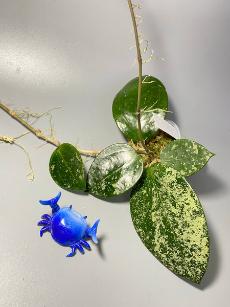 Hoya parasitica splash - active growth