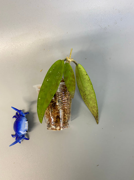 Hoya scortechinii pink UT001- Unrooted