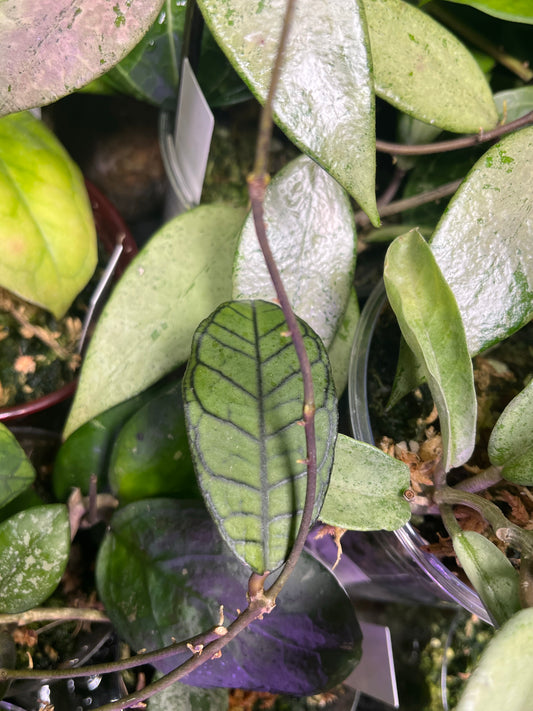 Hoya gunung gading - fresh cut - Unrooted