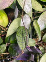 Hoya gunung gading - fresh cut - Unrooted