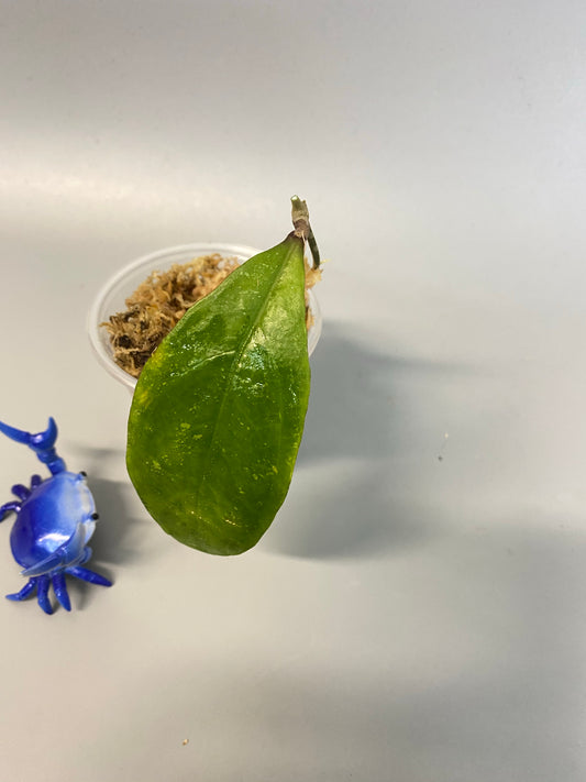 Hoya sp. chicken farm - unrooted