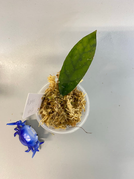 Hoya corneri / SR2012-17 - growth point emerging