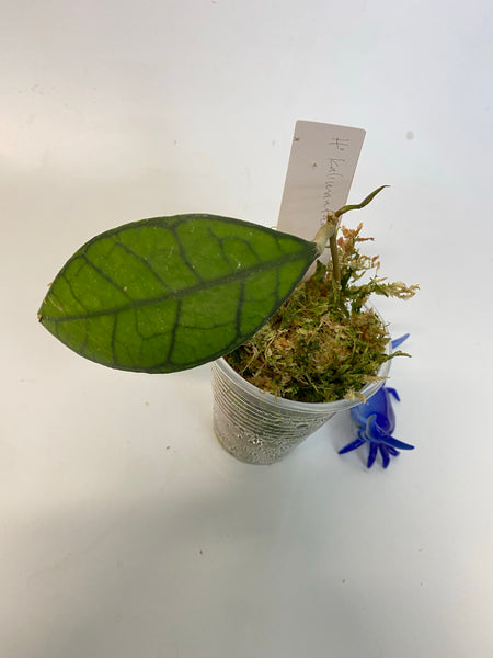 Hoya kalimantan - active growth