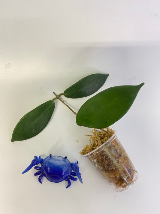 Hoya patella white - has some roots